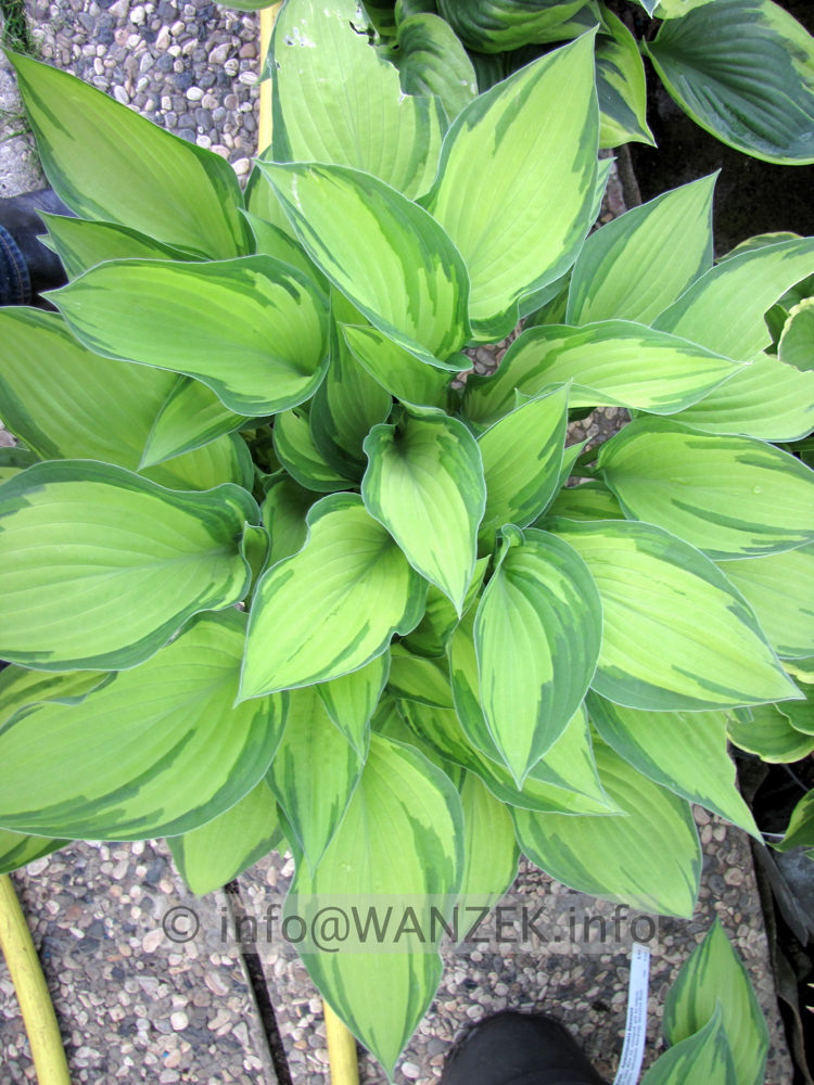 Hosta fortunei Aureomaculata Beaumont 01.JPG
